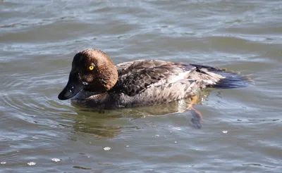 Почему гоголя называют дуплянкой?🦆 | Заповедник Васюганский | Дзен