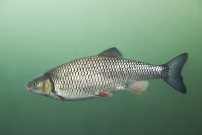 Голавль - Leuciscus cephalus (головль, головень)