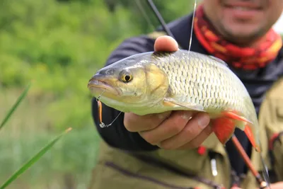 Дорогой голавль - - на сайте Pro Anglers League.