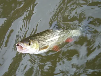 Рыба голавль🐟: фото и описание. Как выглядит голавль👍, чем питается и где  водится