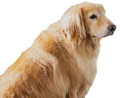 Сухой корм Royal Canin \"Golden Retriever Adult\" для собак породы золотистый  ретривер старше 15 месяцев, цены в Самаре, характеристики, фото, для  взрослых собак (1-6 лет) в интернет-магазине Клампи