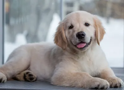 Золотистый ретривер: описание 🐕 породы, характер, фото - Гульдог