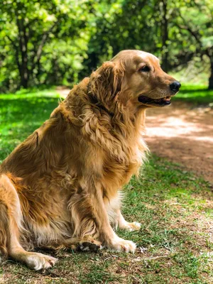 Золотистый ретривер - описание породы собак: характер, особенности  поведения, размер, отзывы и фото - Питомцы Mail.ru