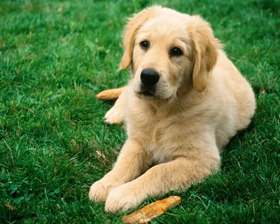 Золотистый ретривер собака: фото, характер, описание породы