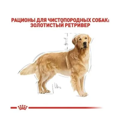 Корм для взрослых собак породы голден ретривер, Royal Canin Golden  Retriever Adult купить с доставкой в интернет-магазине зоогастроном.ру