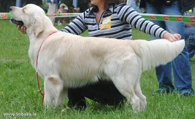 Сухой корм Royal Canin Golden Retriever Adult для собак породы золотистый  ретривер от 15 мес., 12 кг - доставка по Украине | ZooCool.ua