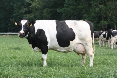 Голландская корова фото