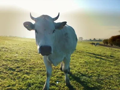 Голландская подпоясанная корова с выменами и рожочками Стоковое Изображение  - изображение насчитывающей мило, прелестное: 26722019
