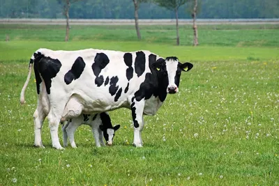 Голландский молочник в виде коровы. Фарфор, ручная работа. (id 87610847),  купить в Казахстане, цена на Satu.kz