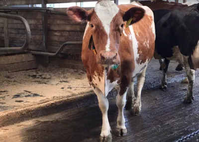 На новую сахалинскую ферму привезли 200 коров из Венгрии и Голландии -  Российская газета