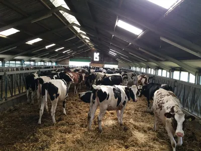 Почему в Кировской области вывели породу коров молочного направления |  Управление ветеринарии Кировской области