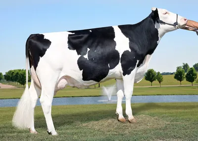 Голландская порода коров: содержание, фото, характеристика