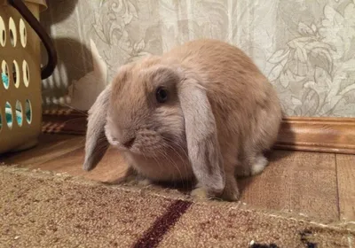 Rabbit for adoption - Coco , a Dutch in Waynesboro, VA | Petfinder