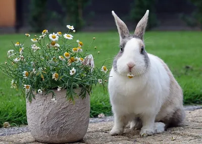 Dutch Rabbit Baby | Dutch Rabbit Playing | Dutch Rabbit As Pets - YouTube