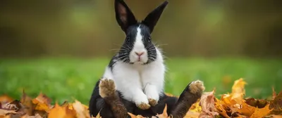 Dutch rabbit on Craiyon