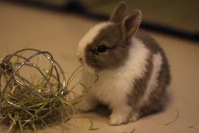 Dutch rabbit breed and young | Stock Photo