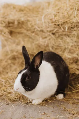 Black Dutch male rabbit photo WP38782