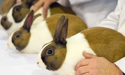 All of Tilden's Little Farm rabbits are dead after rare viral outbreak