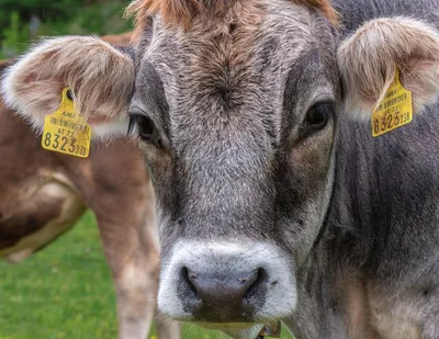 Голова коровы фото