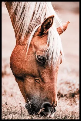 Голова лошади фотографии