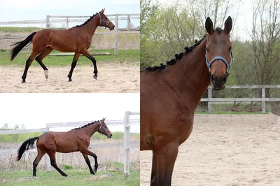 Capitano Paul Z, a Holsteiner stallion with Chubari spots! | Лошадиные  породы, Голштинская лошадь, Серые лошади