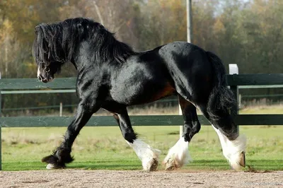 Ferguson | 2011 KWPN Stallion | Warmblood horses dressage, Beautiful  horses, Kwpn horse