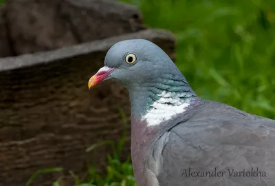 Вяхирь (Columba palumbus)