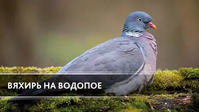 Вяхирь - eBird