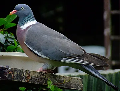 Лесной дикий голубь. Вяхирь (Columba palumbus) | Александр Вартоха | Flickr