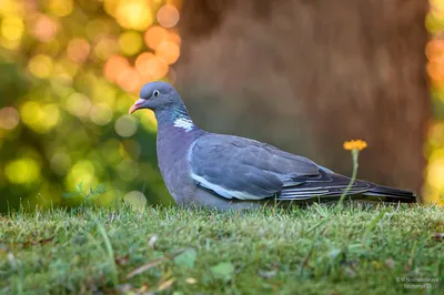 Голуби/Вяхирь - Woodpigeon/13_DSC9533_Common_Wood_Pigeon_around_103pc