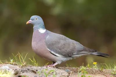 Вяхирь (Витютень) (Columba palumbus) — Фото №1426474