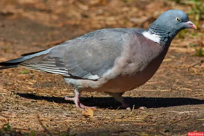 СИНУРБИЗАЦИЯ ВЯХИРЯ В БЕЛАРУСИ | BirdWatch.by