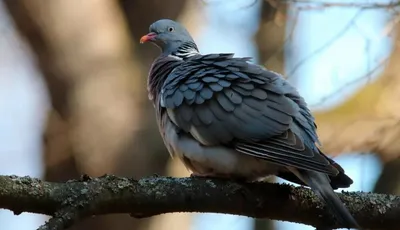 Вяхирь — Columba palumbus / Статьи / Птицы Европы