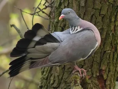 Птицы Псковской области » Вяхирь (витютень) (Columba palumbus)