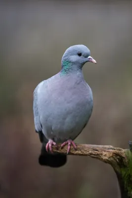 Птица голубь - 115 фото, описание, строение, полет и особенности размножения