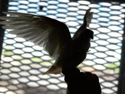 Почему голуби могут быть опасными для людей