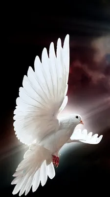 Птица белый голубь - 33 фото: смотреть онлайн
