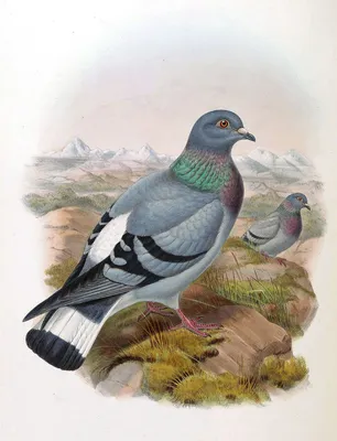 Скалистый голубь — Википедия