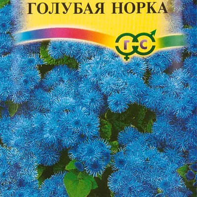 Натуральная голубая норка — цена 22000 грн в каталоге Шубы ✓ Купить женские  вещи по доступной цене на Шафе | Украина #67689