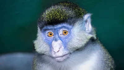 Голубая обезьяна фотографии