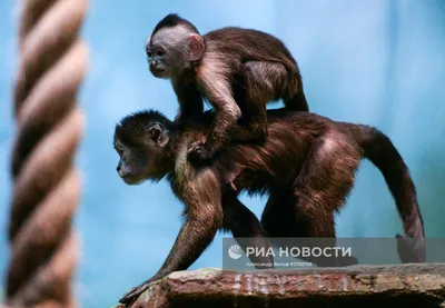 Синяя обезьяна в боксёрских …» — создано в Шедевруме