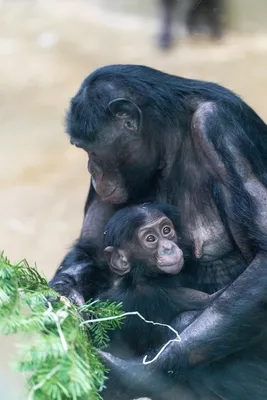 Обезьяна Male Сайкса Cercopithecus Albogularis, Также Известный Как Синий  Обезьяна Cercopithecus Mitis В Танзании Едят Желтый Плод. Фотография,  картинки, изображения и сток-фотография без роялти. Image 44199199