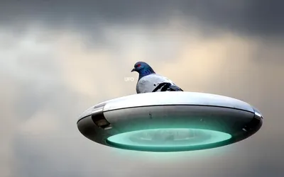 Обои на рабочий стол Голубь на летающей тарелке (UFO), обои для рабочего  стола, скачать обои, обои бесплатно