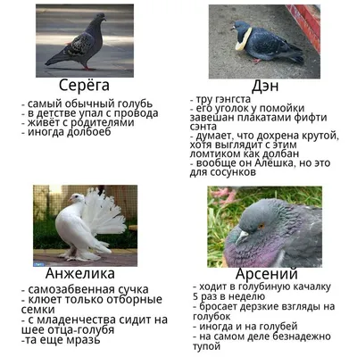 Голубей приколы фото