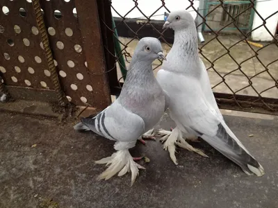 Голуби агараны в Ступино от 1 500 руб. на Bird1.Ru