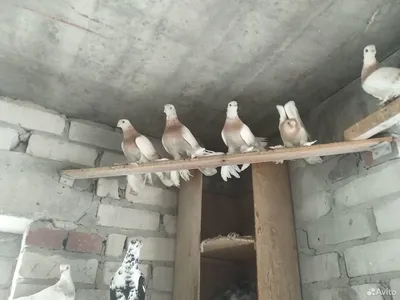 Порода голубей Агараны, фото, описание, разведение