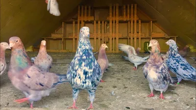 Мои племенные мраморные бакинские голуби по линии Павла Аббакумова! -  YouTube