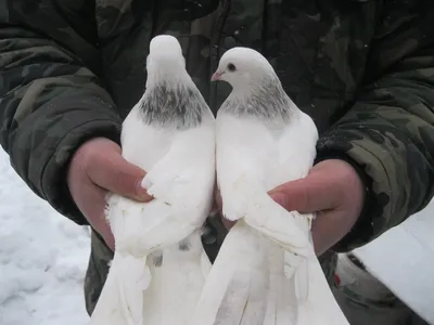 Породы голубей бакинские мраморные - картинки и фото poknok.art