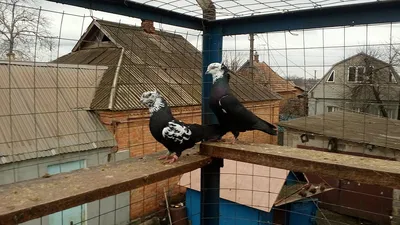 Бакинский бойный голубь — Википедия