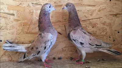 Мои мраморные бакинские голуби. Вечернее кормление / My marble Baku  pigeons. evening feeding - YouTube